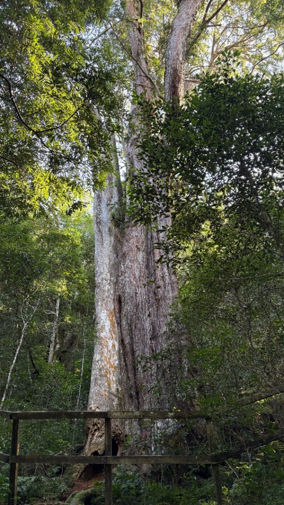 山毛櫸的「最後一舞」_2955353