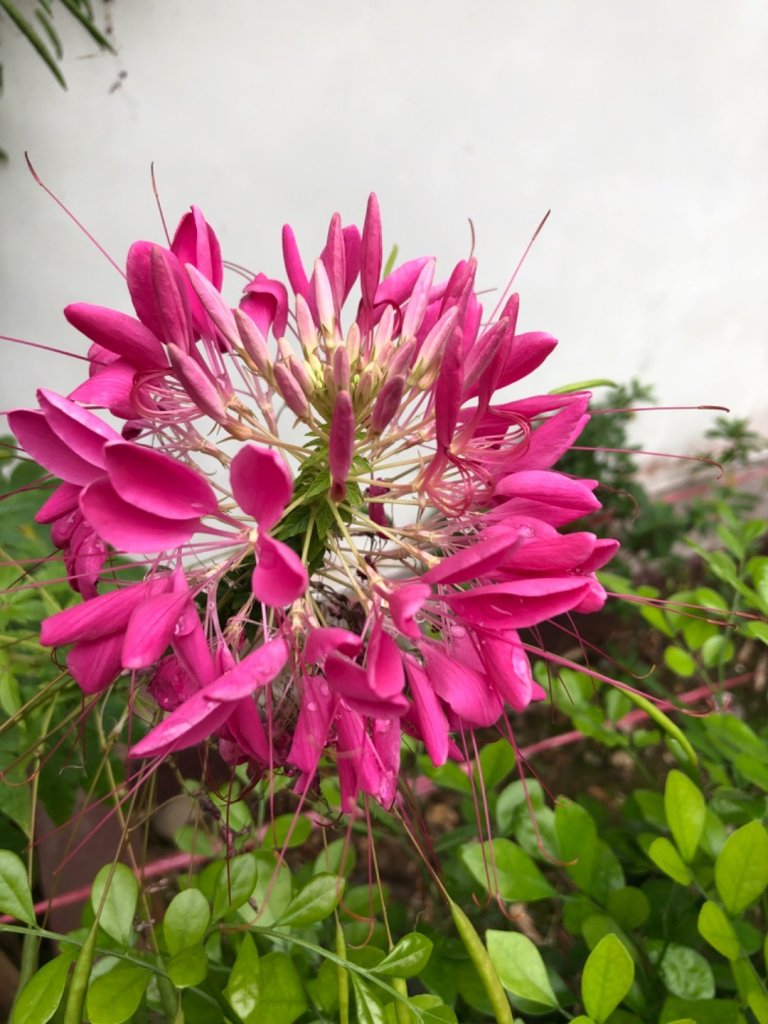 古坑荷苞山步道賞桐花_917326