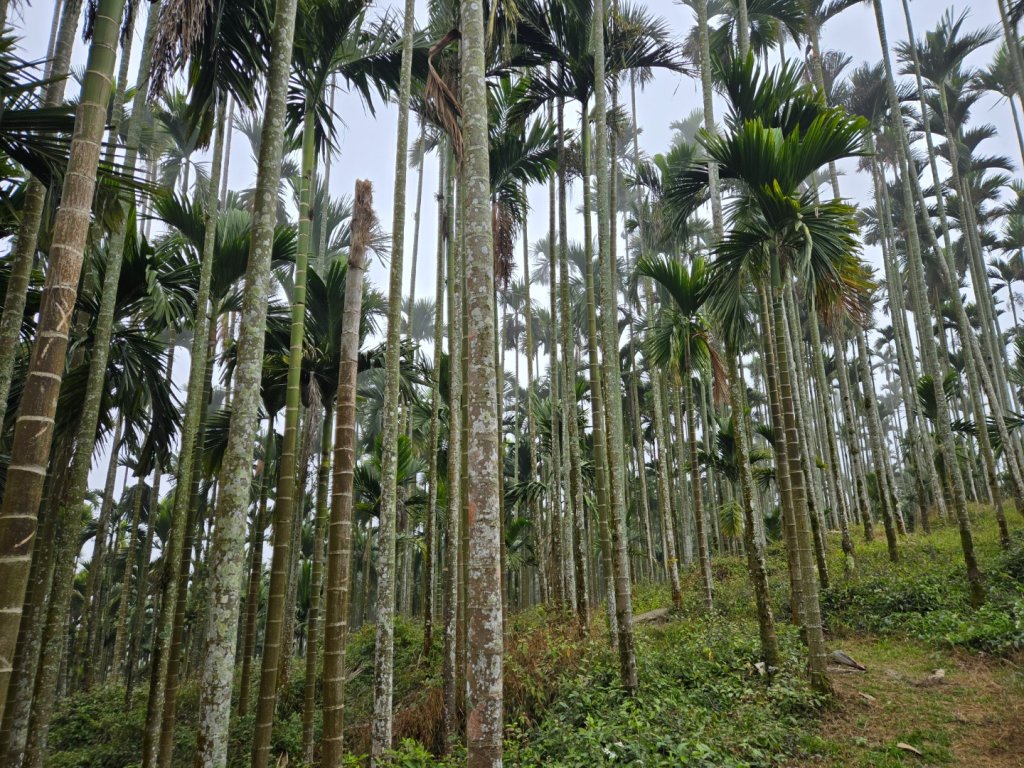 石硦林場（桶頭山）_2991259