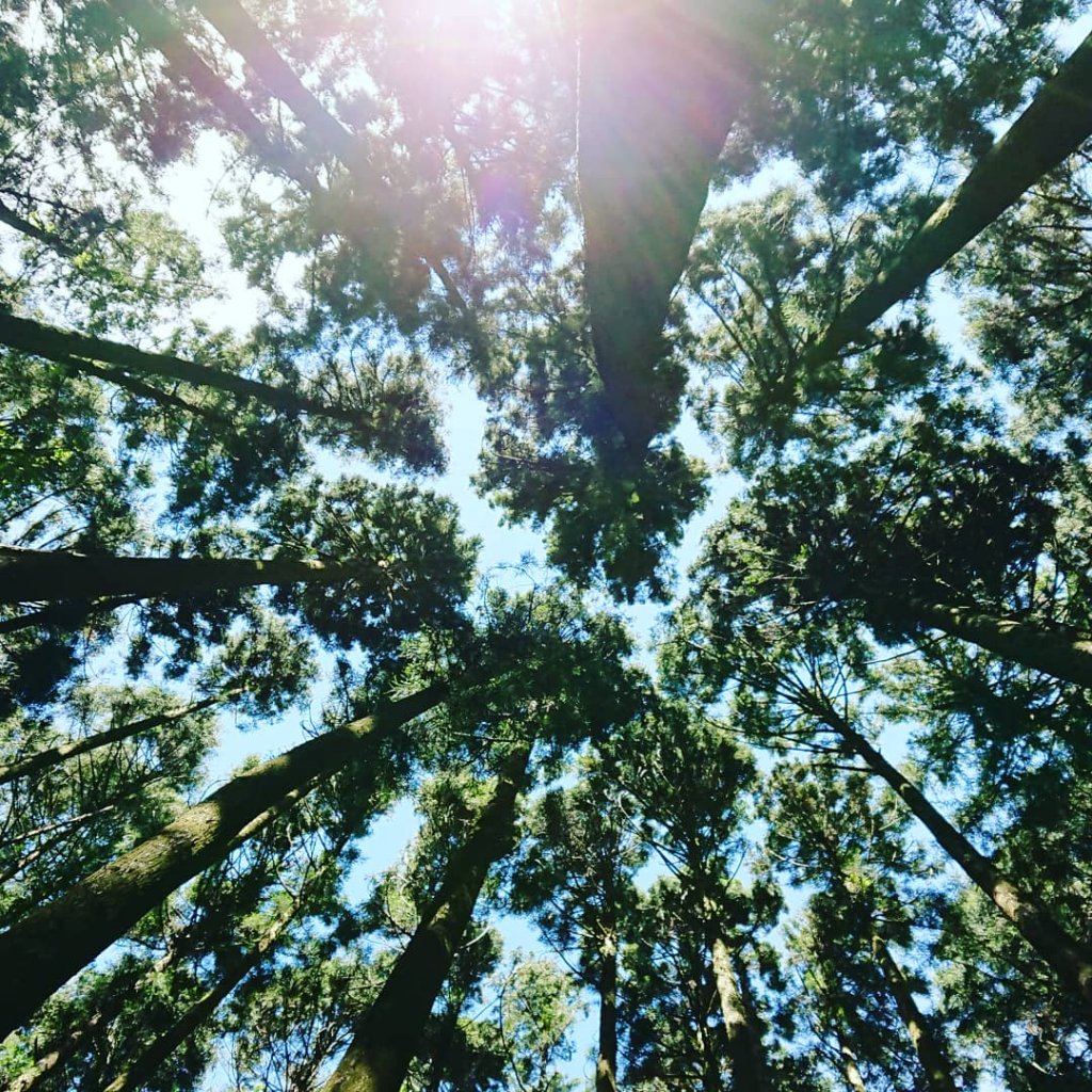 加里山20200705封面圖