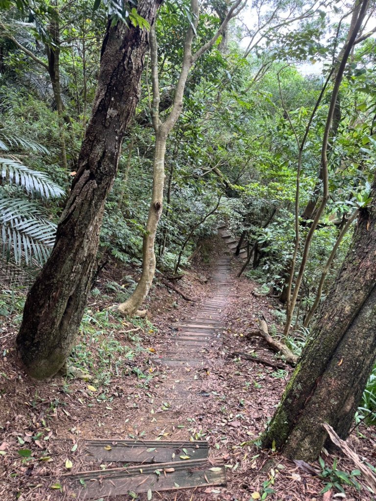 【新北】獅頭山(小獅山)步道_2512199