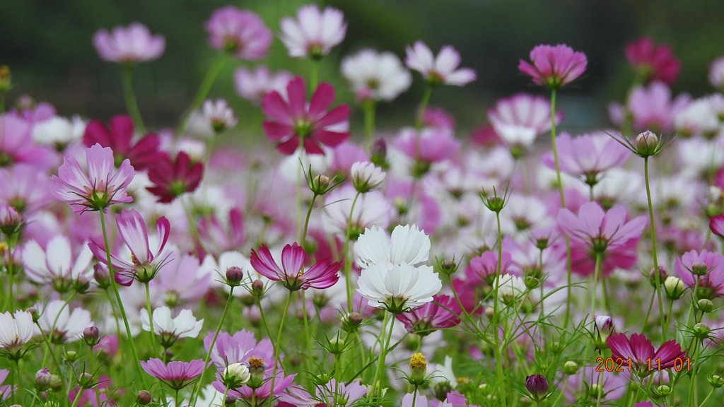 花花世界_1500862