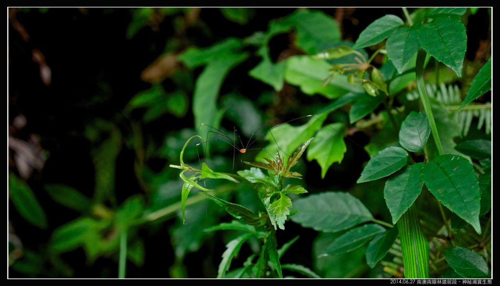 南澳 神秘湖（南澳南線林道）_351438