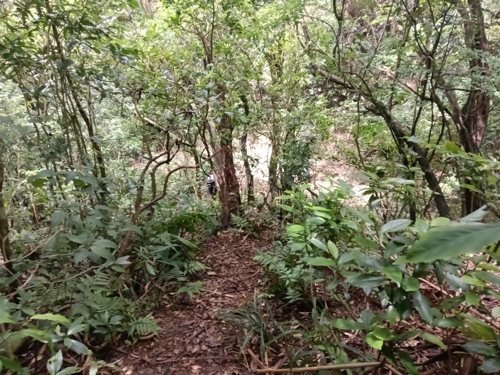 瑞芳區八分寮頂砲台+八分寮頂山+八分寮古道O型_2772431