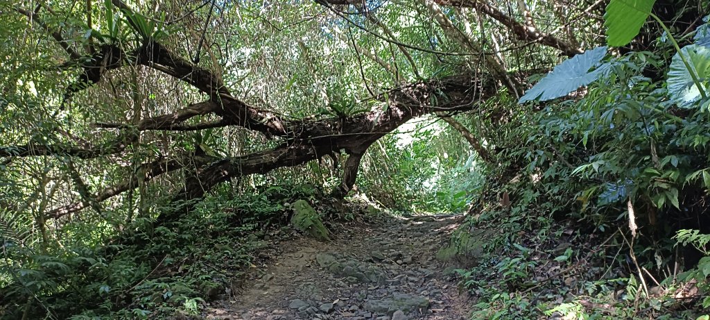 20220731_馬胎+南坪+內灣山_1785392