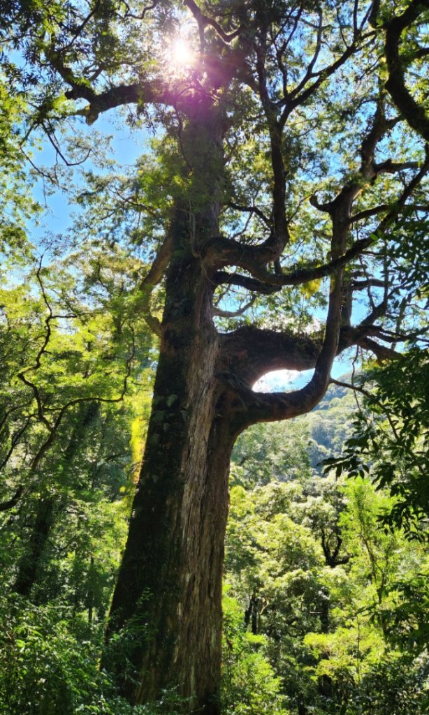 【中級山】插天山的奇幻世界，赫威山，赫威神木群步道_2741278