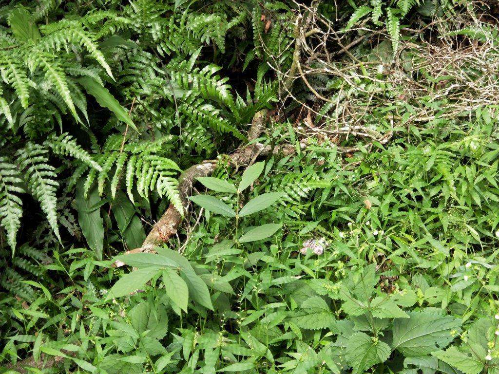 中坑古道串崩山坑古道(料角坑出)_1119836