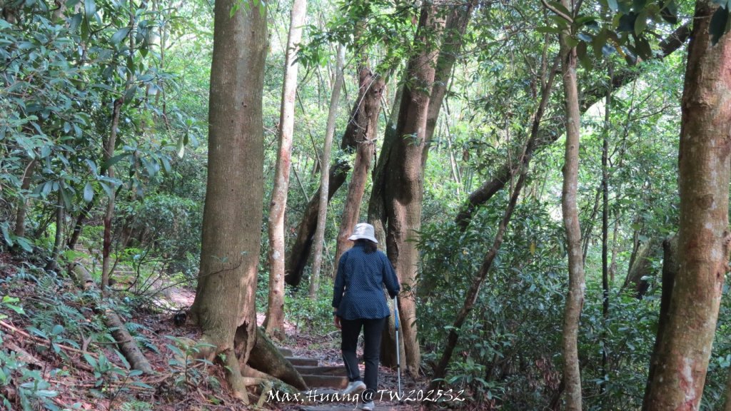 《苗栗》桐花茶園｜四月雪小徑登慈濟山三義山20250427_2771201