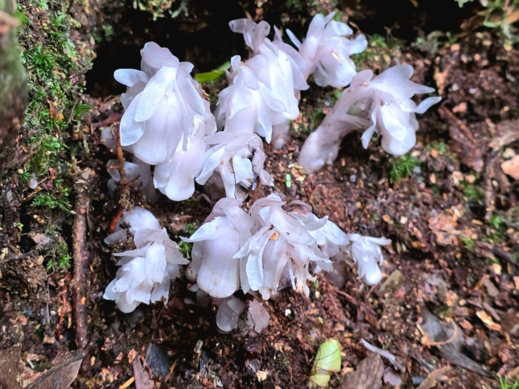 橫嶺山／沙蓮山／笛吹山O繞封面圖