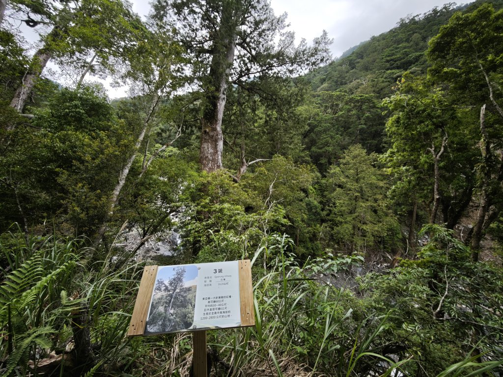 2025_0524 司馬庫斯神木群步道_2797468