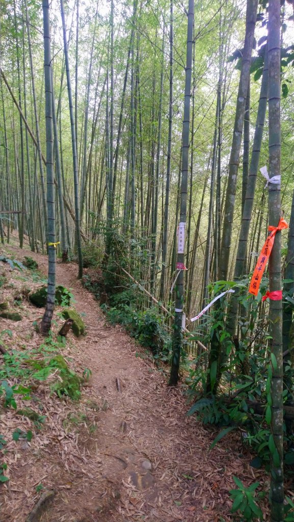 溪頭山、竹崙山、志騰山3山連走_1484396