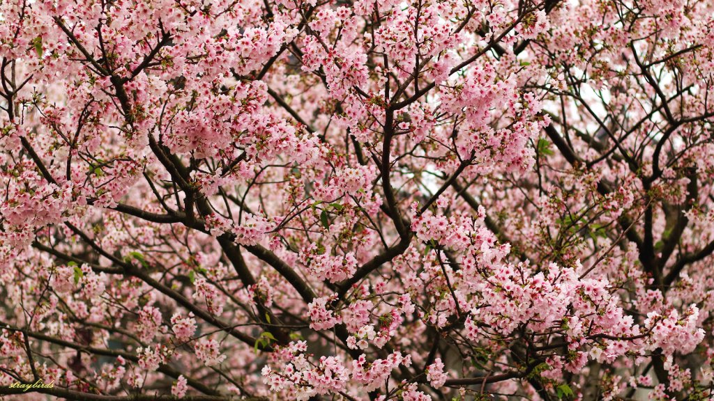 櫻花季的尾聲~在東方寺慢慢的品花落的聲音_910687