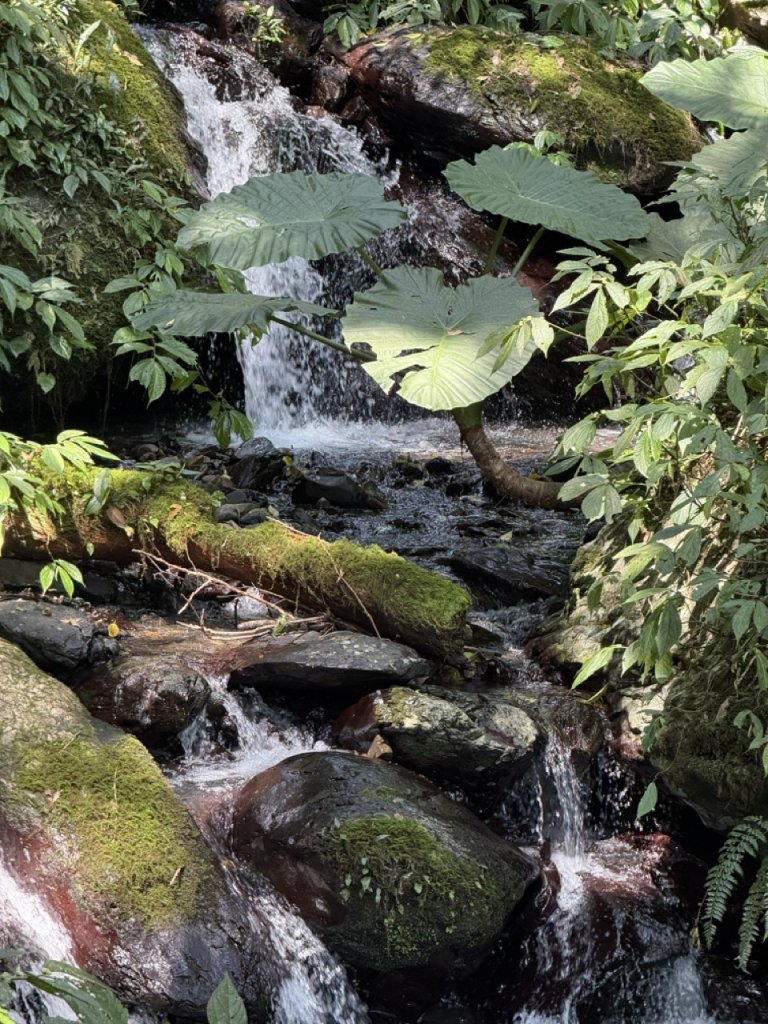 2025/03/21 聖母山莊 抹茶山 三角崙山_2935103