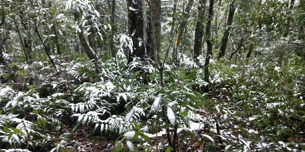 父子倆包山，內洞林道上大保克山群峰追雪_1232878