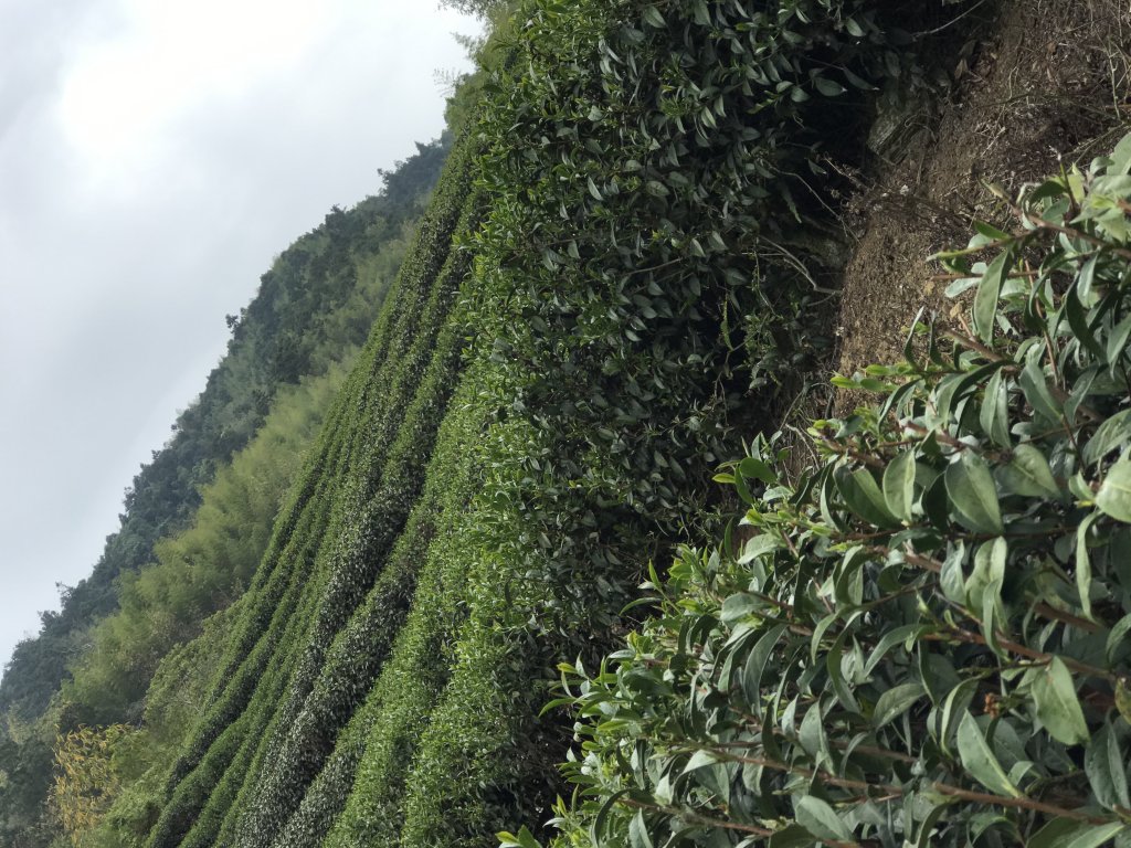 110年4月25日雲林  雲嶺之丘 五元二角 木馬古道_1456498