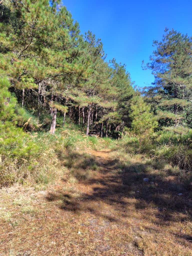 大雪山森林遊樂區 遊客中心 小神木 北三錐山 平石山西北峰_2952996