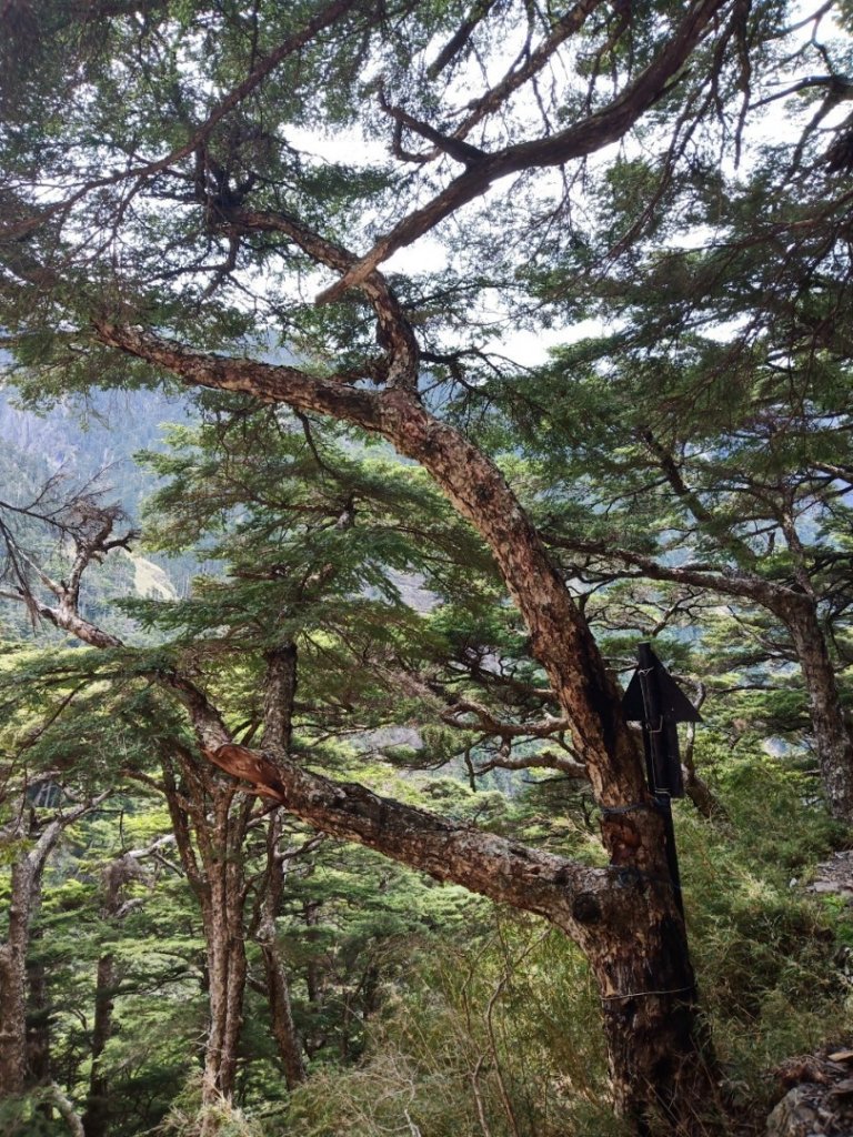 十峻之首~玉山東峰行_625549