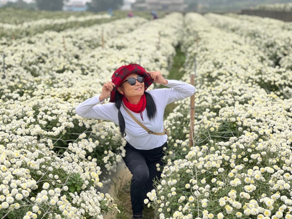 小百岳關刀山889m+銅鑼杭菊_1924083