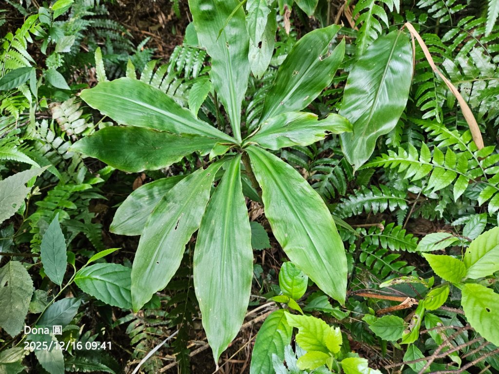 20251216太平山石門山小粗坑山O型+蕃薯藤TINA廚房_2972553
