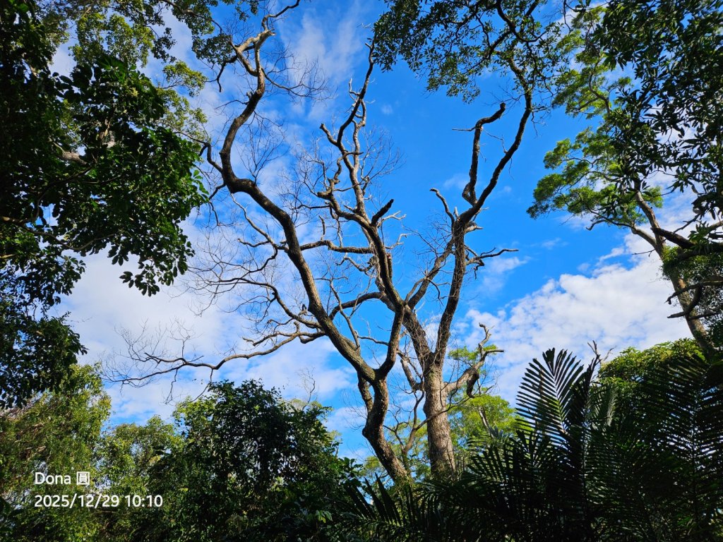 20251229石龜坑山上白石山下白石埤O走+阿姆坪_2976663
