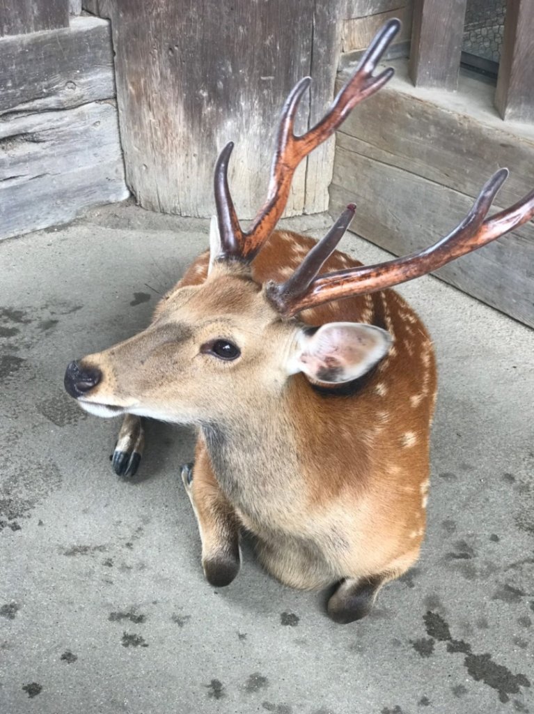 伏見封面圖