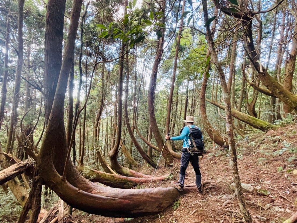 1141116油羅山_2946449