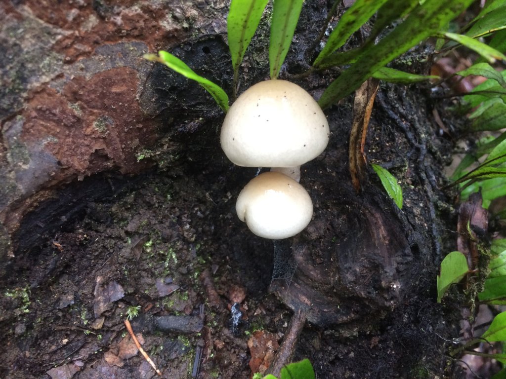 復興尖山之速_446597