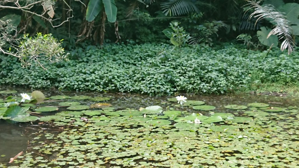 [慈湖]草嶺山-白石山-百吉隧道O型_1143851