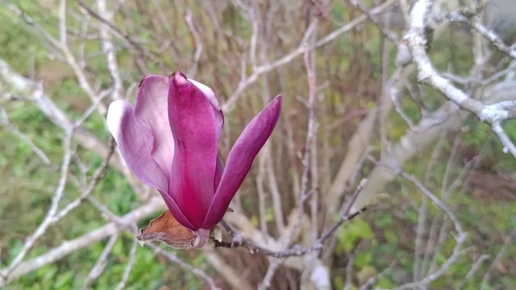 梅峰山地農場立鷹山_2749341