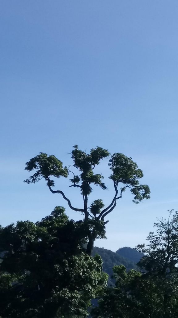 米羅山←→南山神木←→佐得寒山折返_340850