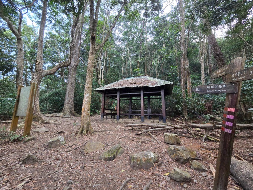 蝶夢八唐（裡冷登山口往返）八仙山出雲海下山順賞富士櫻_2722685