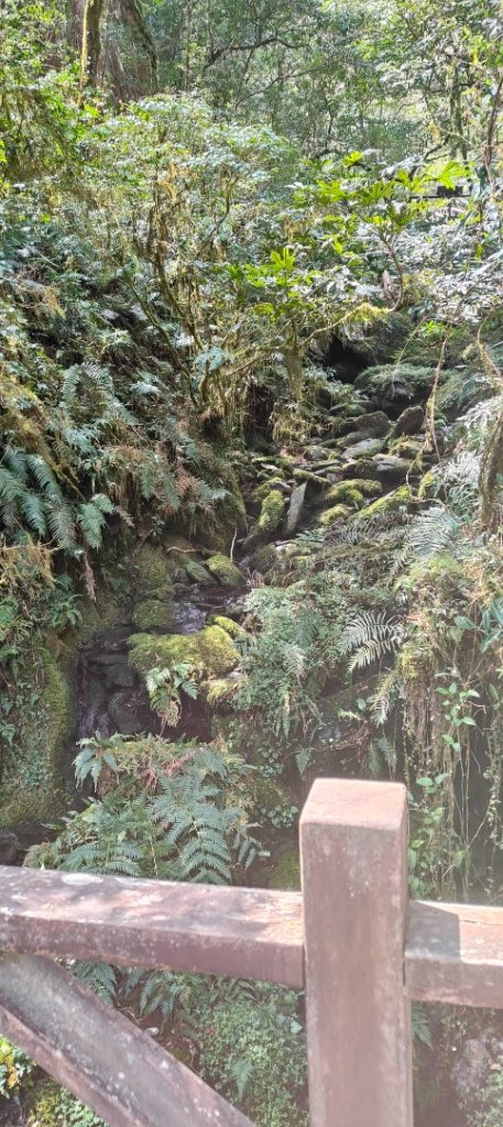 拉拉山國家森林遊樂區_2752214