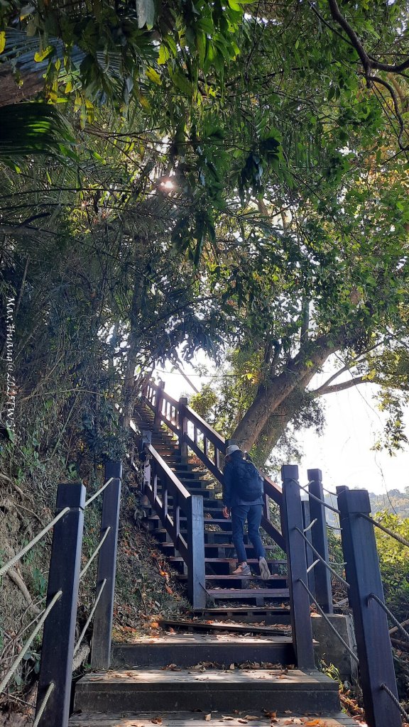 《台中》落雨松季｜石岡挑物古道O繞下情人木橋20250112_2687544