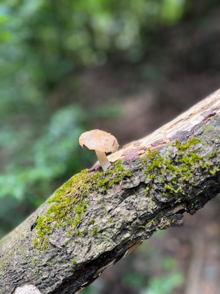 雪見大板根_2877617