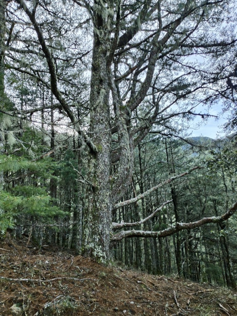 北一段(05/14)南湖南峰 2025_0906~13_2886504