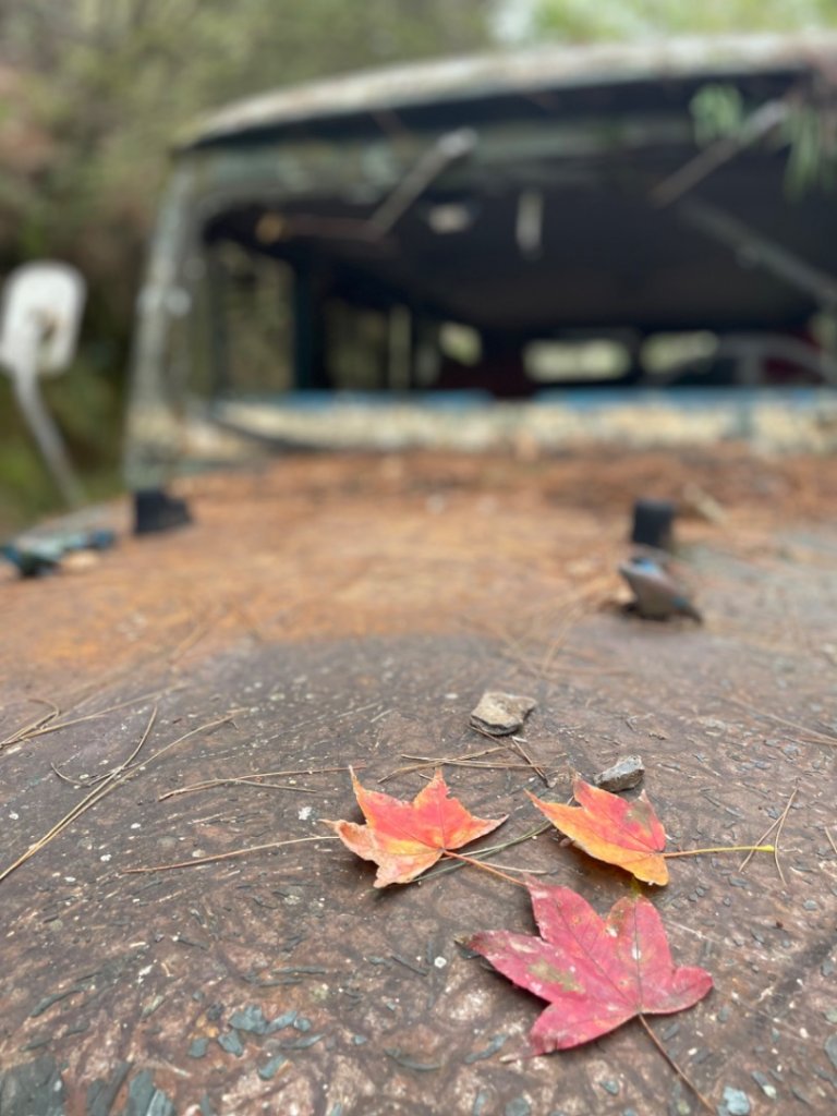 對關追龍貓🚌_1970012