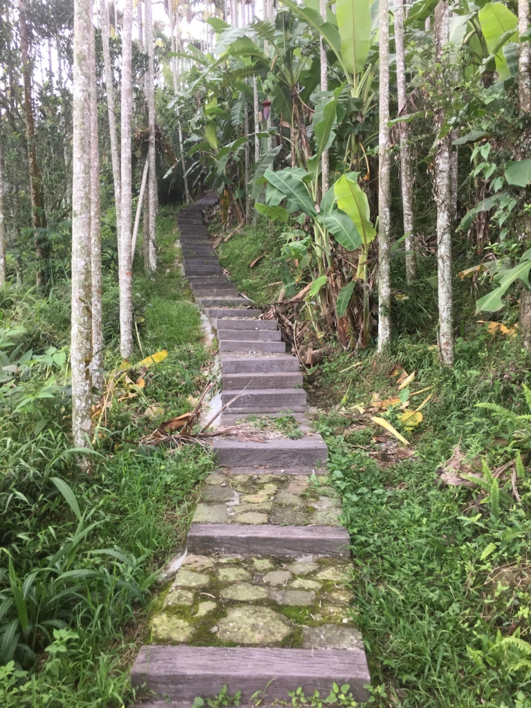 雲嘉大尖山（挑筍古道）_56618