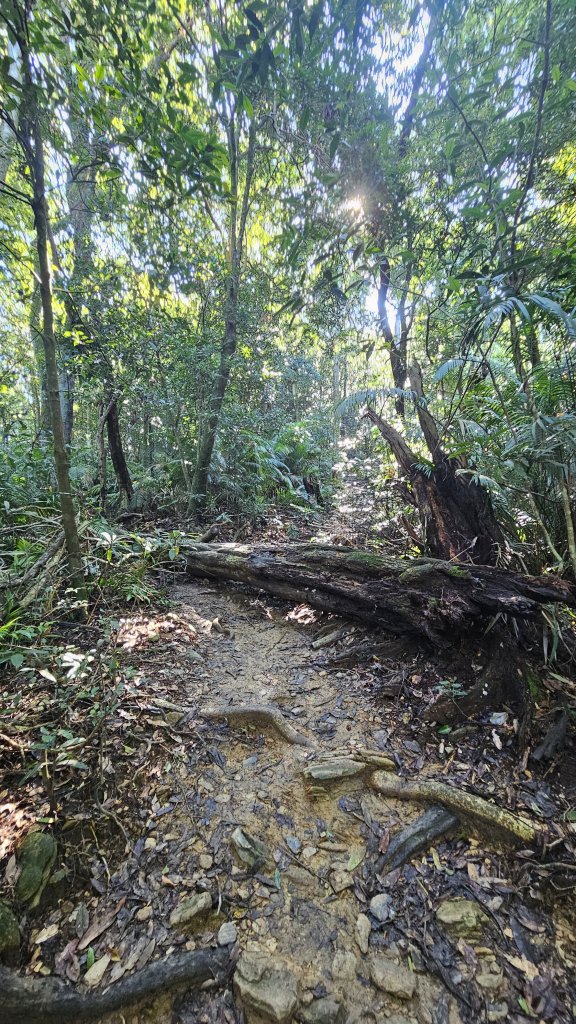 【12訪尾寮山-魔王小百岳】哥走的不是山，走的是平靜與滿足。_2900568