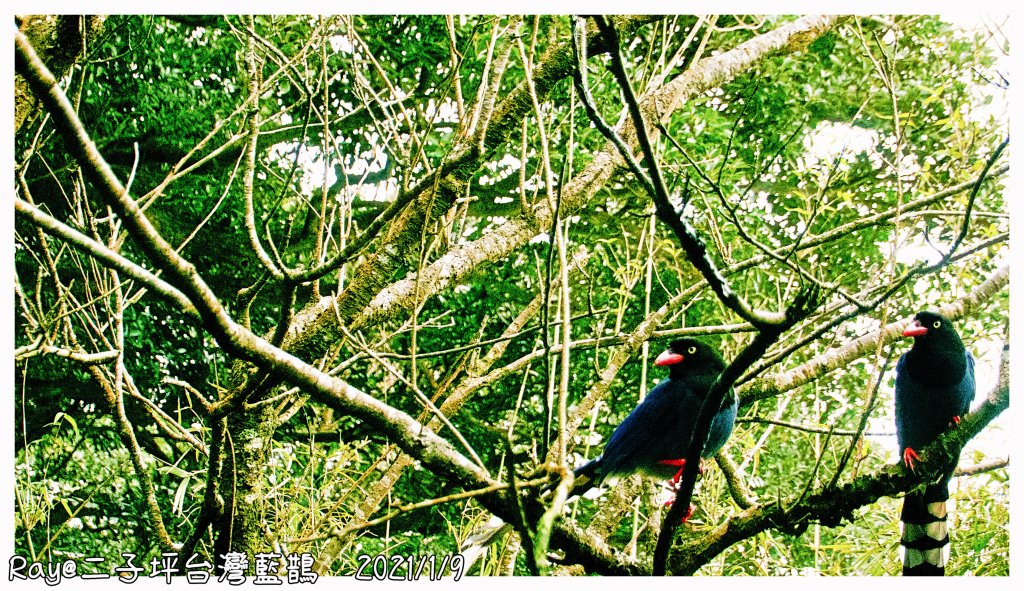 2021 大屯山之雪_1234756