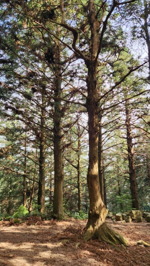 【中級山縱走】最美中級山，鳶嘴西稜縱走（鳶嘴山，醜崠山，長壽山）_2741396