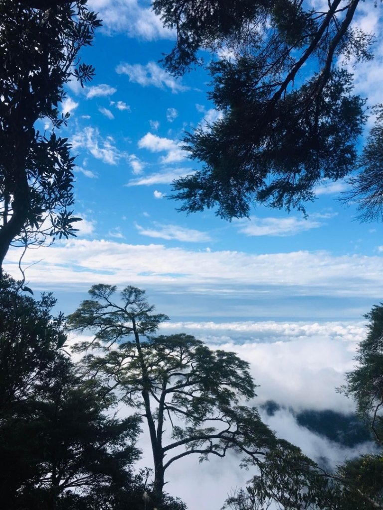 期間限定、北得拉曼神木、內鳥嘴山毛櫸、巨木、雲海、瀑布_1924497