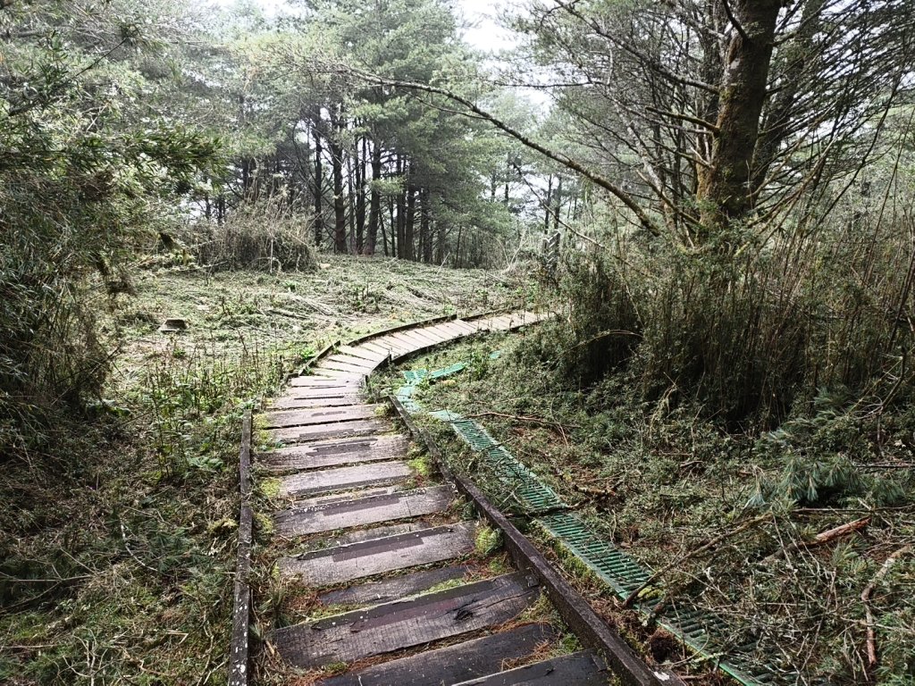 [玉山尋寶任務-08/12] 2025_0824 鹿林山步道_鹿林前山_2870979