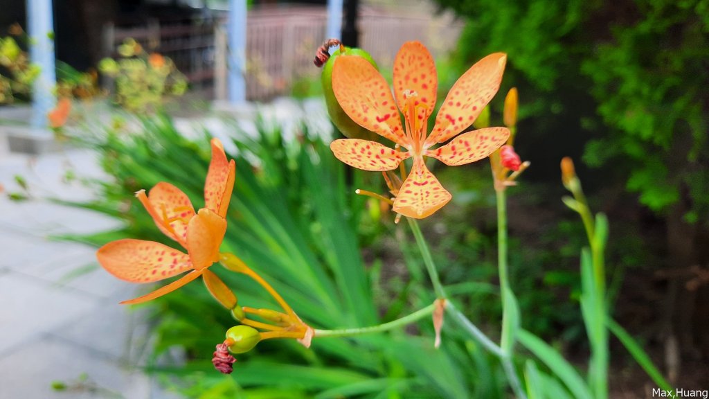 《台中》牛罵頭遺址｜清水鰲峰山公園步道20230723_2229930