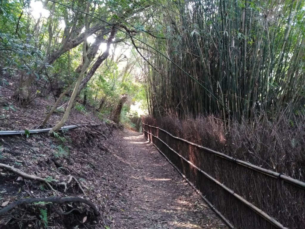 20200317(二）行義路登七星山O行_882795