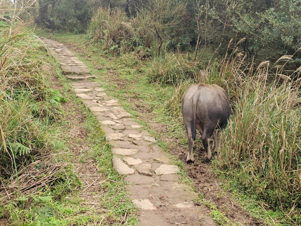 2025臺北大縱走第三段：小油坑至風櫃口_2973472