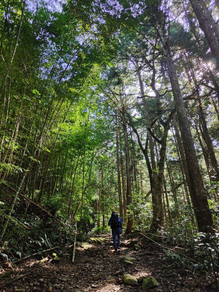 長壽山、大崠山(優質森林浴、夏日避暑的涼爽路線）_2536103