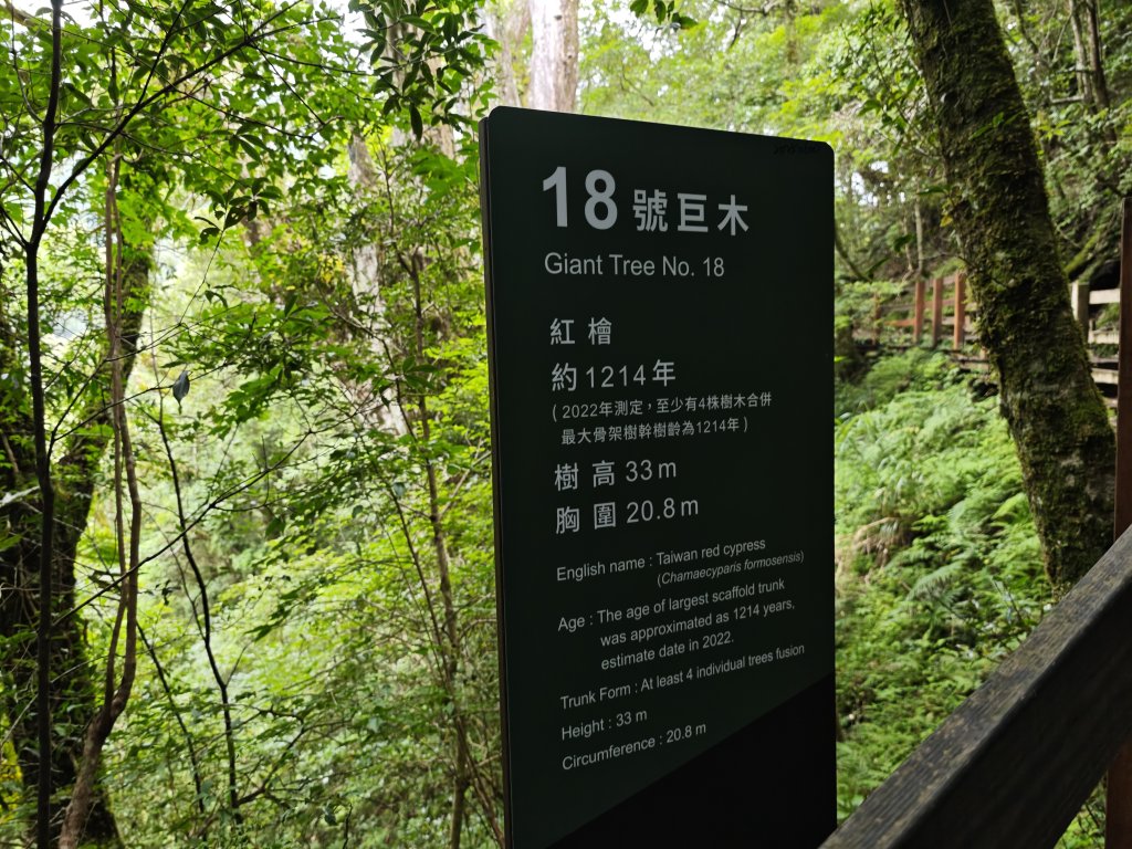 2025_0713 拉拉山神木群步道_2837625