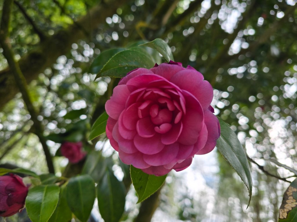 溪頭五連峰O繞（大崙頭／樟空倫／貓冬望／志騰／竹崙）_2652379