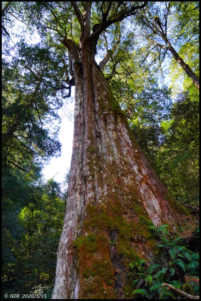 全台最大的紅檜森林 ~ 拉拉山巨木群_885529