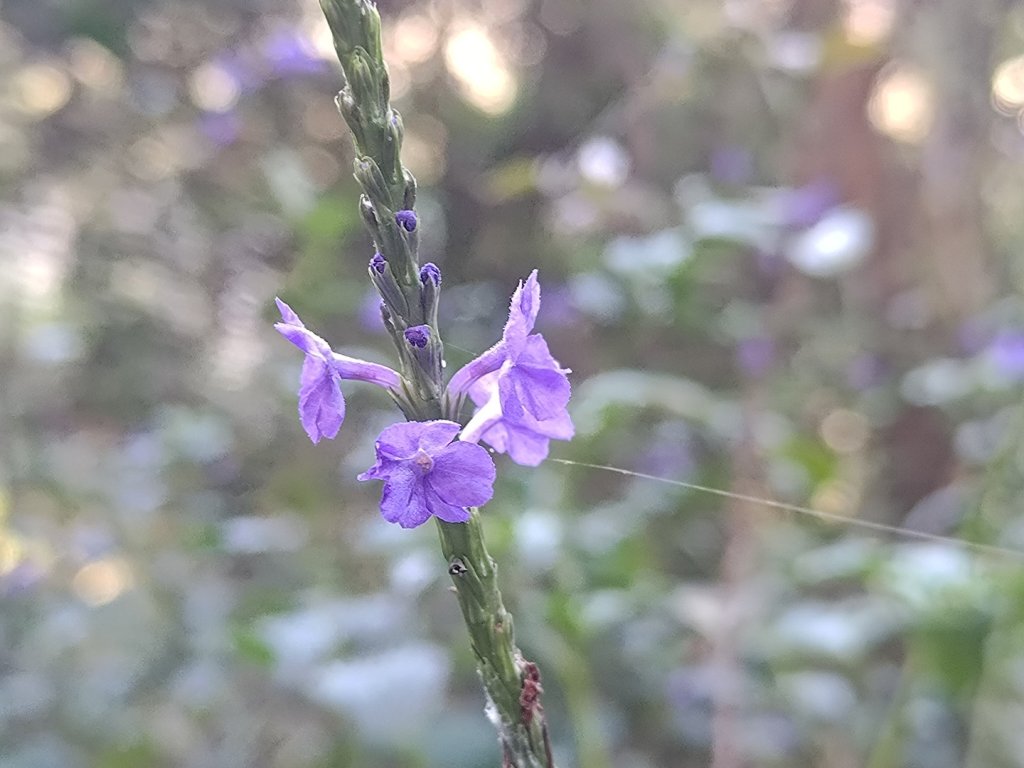 盆貿里山三盆連走_2749530